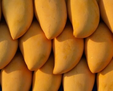 Organio-sindhri-mango