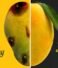 Carbide-Free Mangoes vs. Chemically Ripened