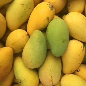 Saroli Mango Export Quality