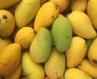 organio-saroli-mango