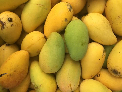 Saroli Mango Export Quality